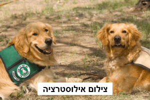 נביחות של רוגע: כלבות טיפוליות ליוו את יותם, נער מפונה, בטיפול ברמב"ם